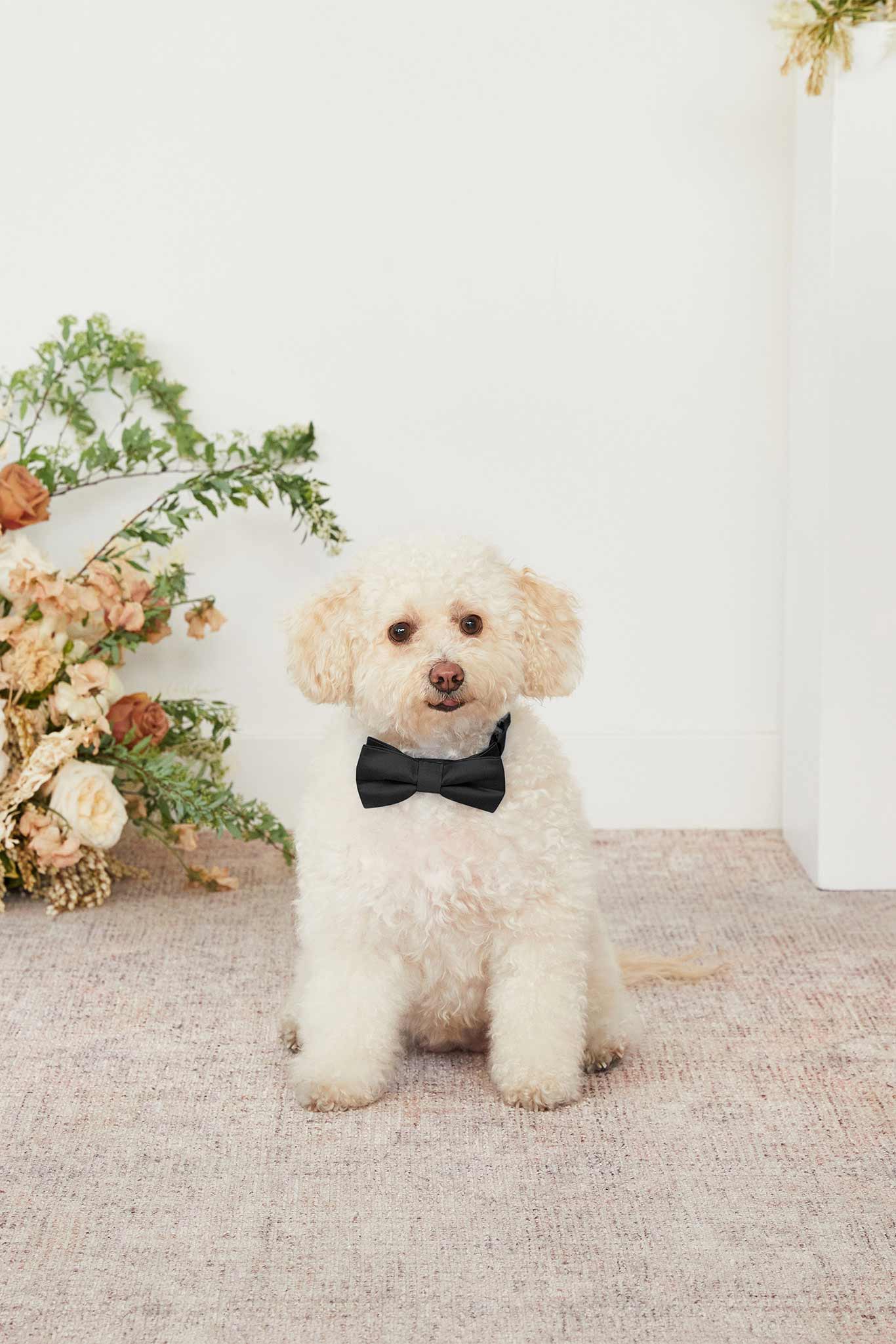 Black Dog Bow Tie Collar for Pets | Sadie Matte Sateen