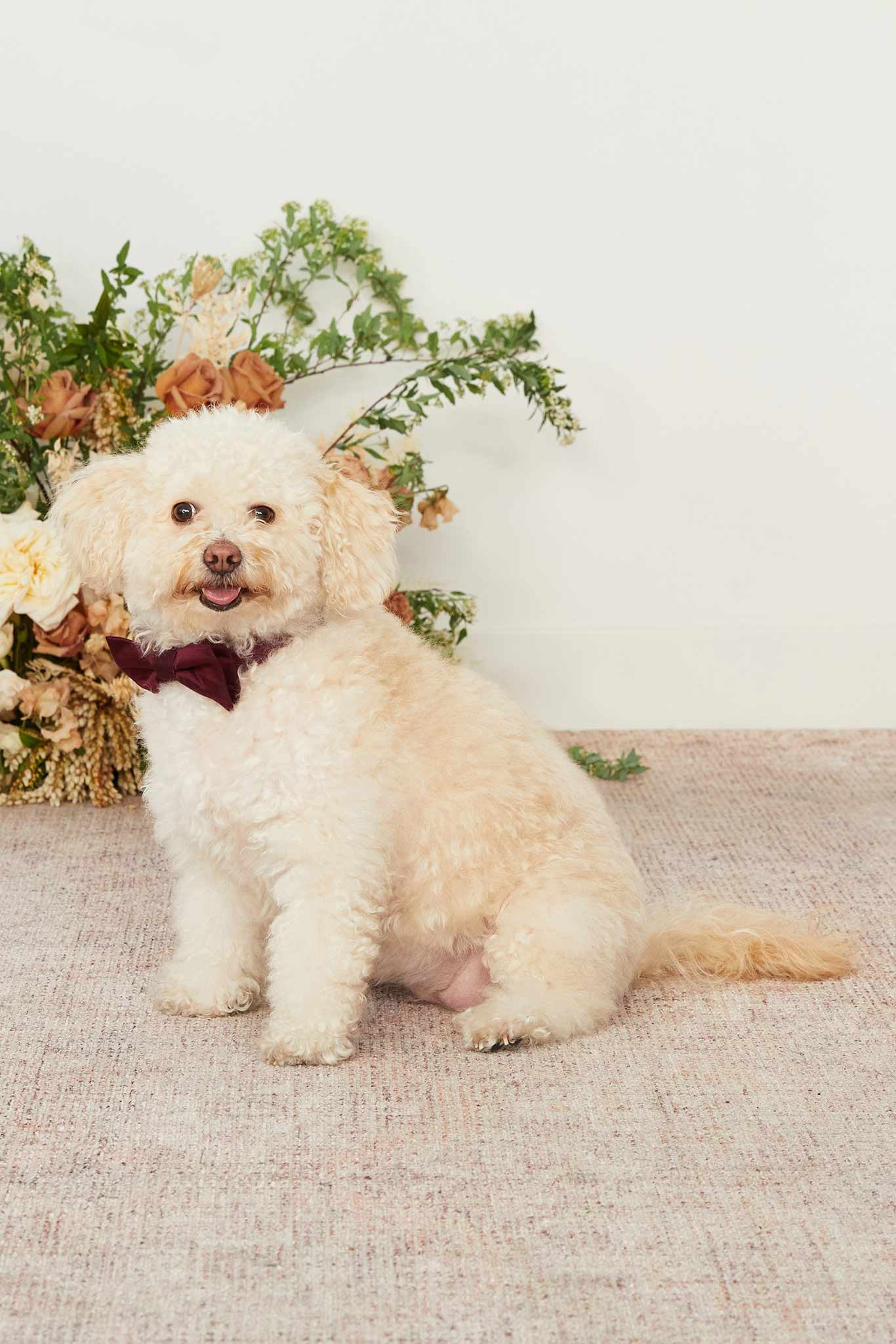 Dog Bow Tie Collar in Cabernet | Sadie Matte Sateen