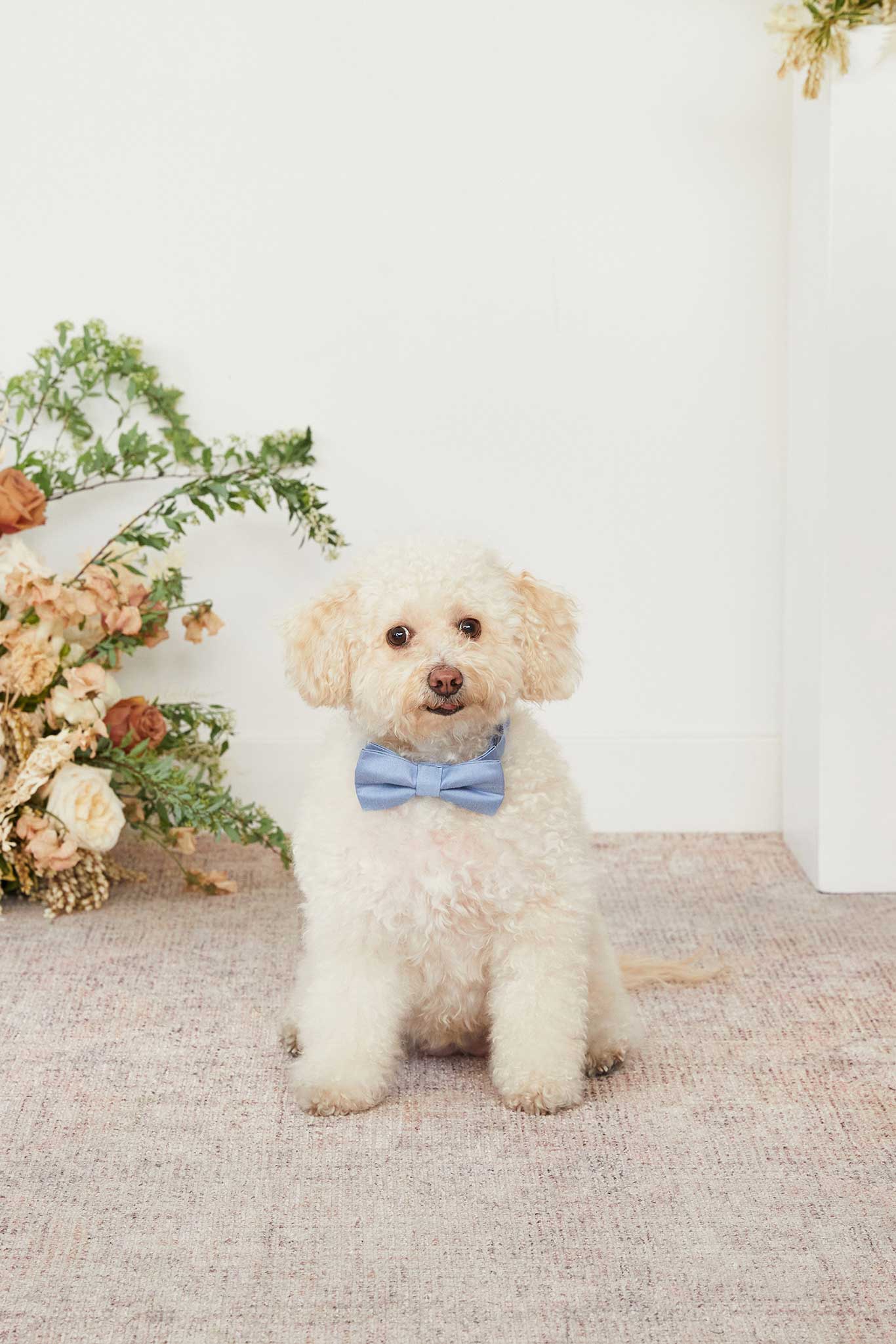 Dog Bow Tie Collar for Weddings & Special Occasions | Sadie