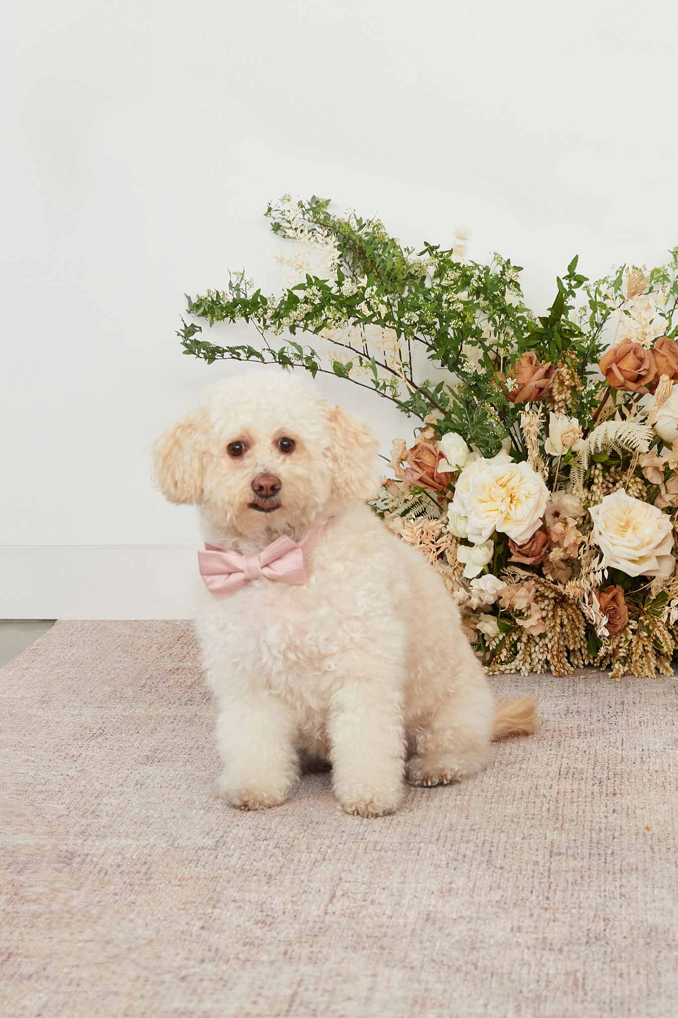 Dog Bow Tie Collar for Weddings & Special Occasions | Sadie Dusty Rose