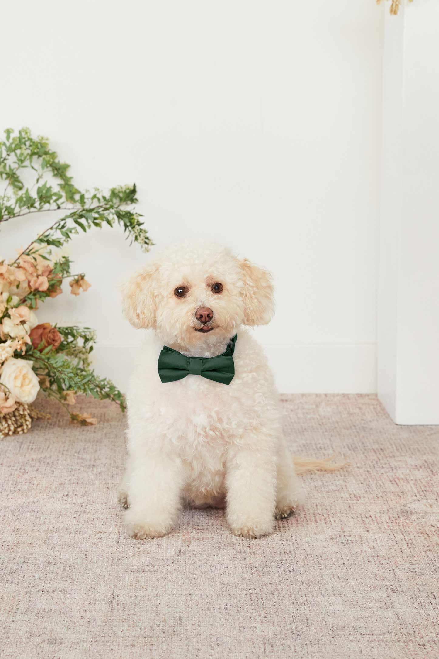 Emerald Dog Bow Tie Collar for Pets | Sadie Matte Sateen