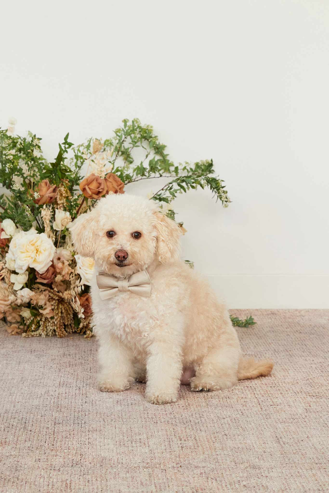Dog Bow Tie Collar in Neutral Champagne | Sadie