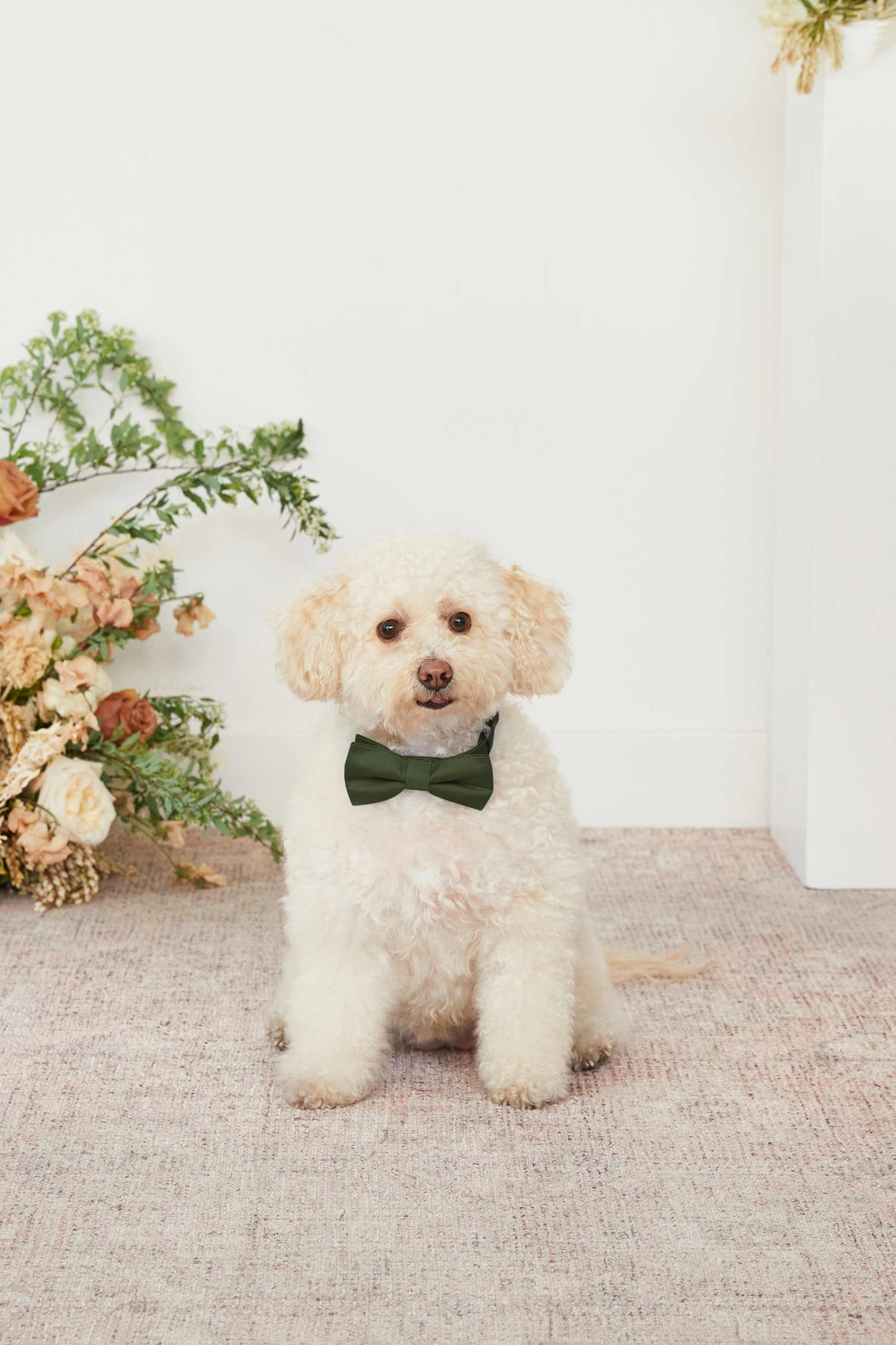 Olive Dog Bow Tie Collar for Pets | Sadie