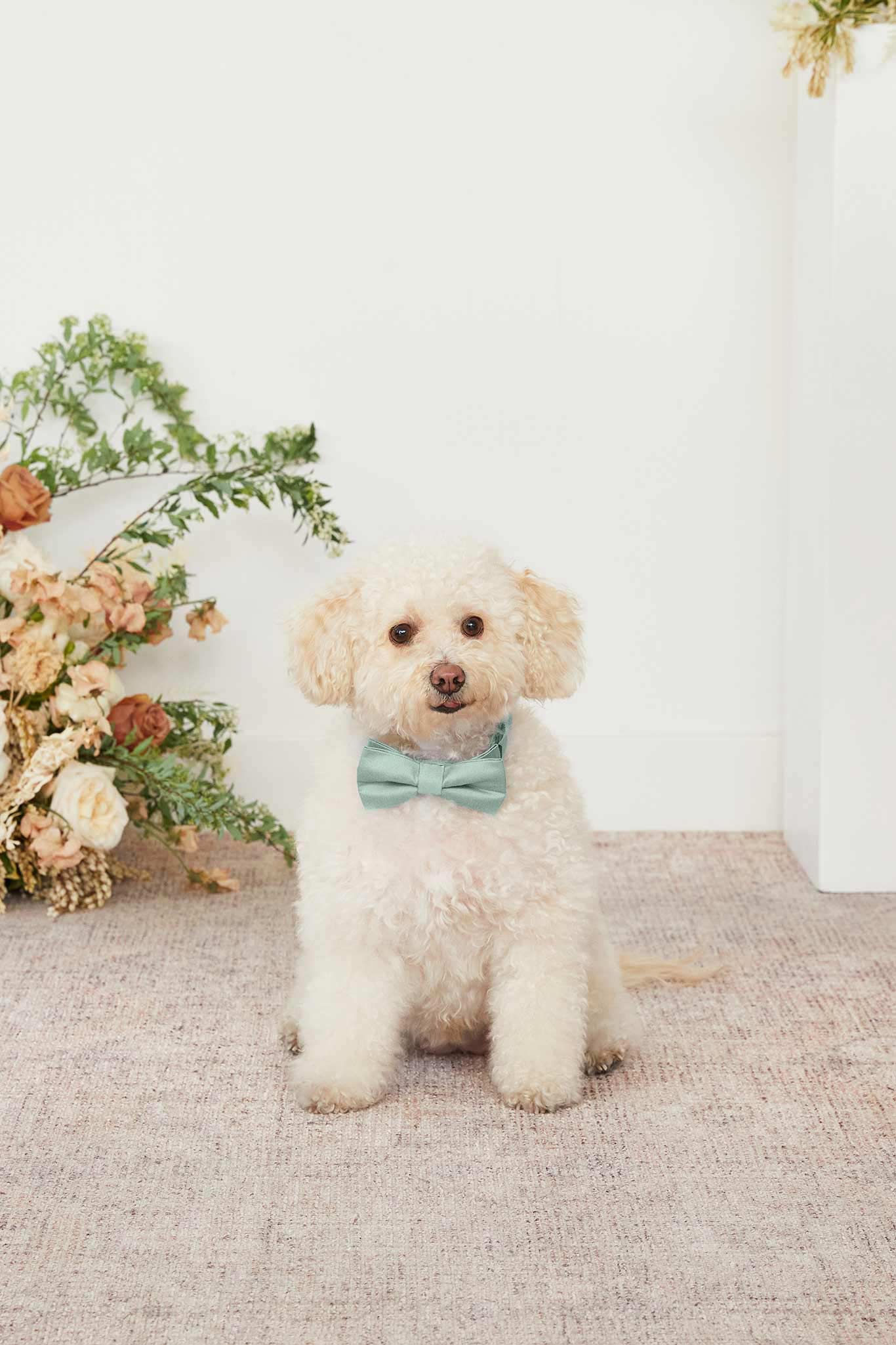 Dog Bow Tie Collar for Special Occasions | Sadie Sage