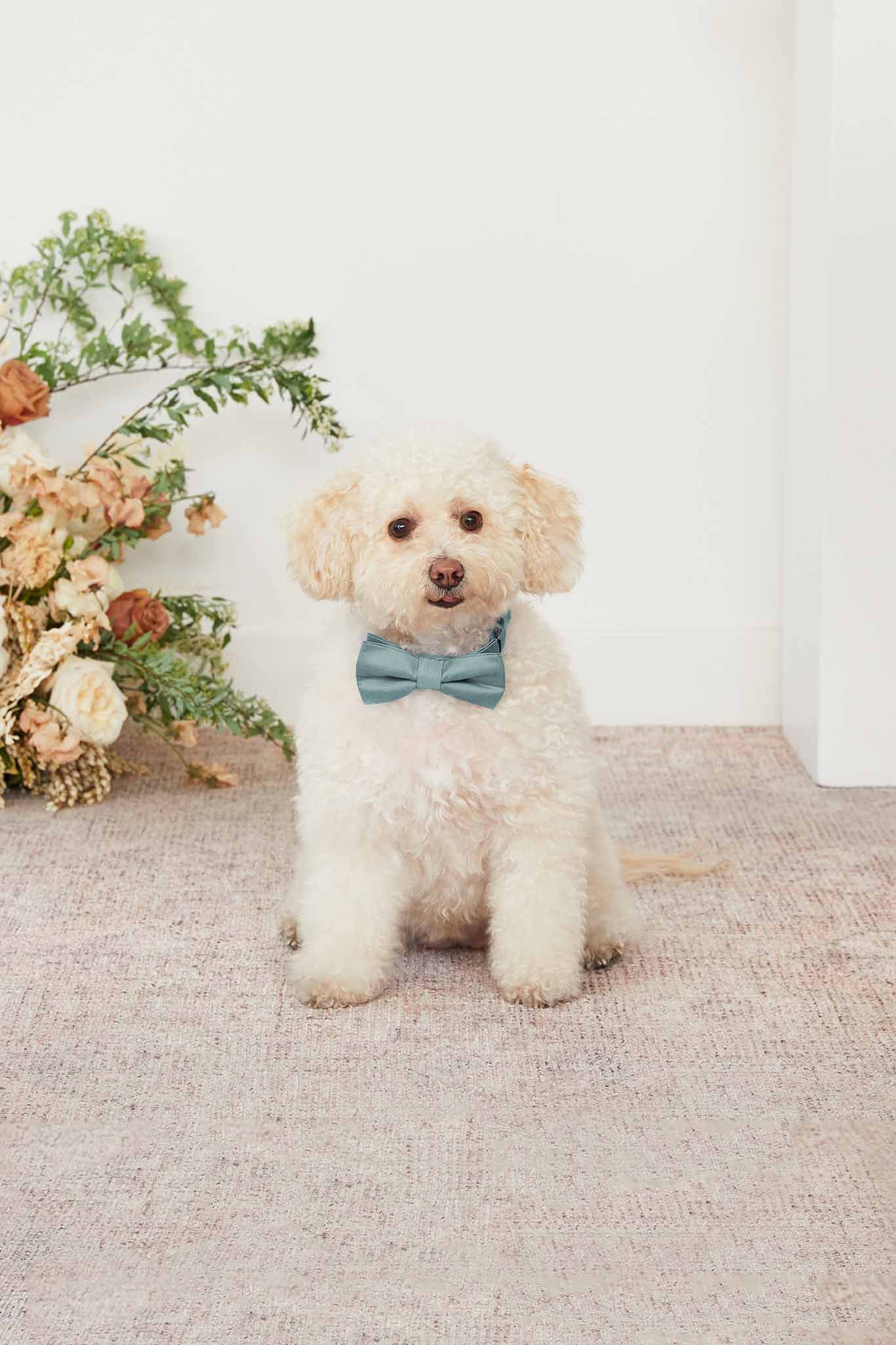 Dog Bow Tie Collar for Weddings & Special Occasions | Sadie Sea Glass