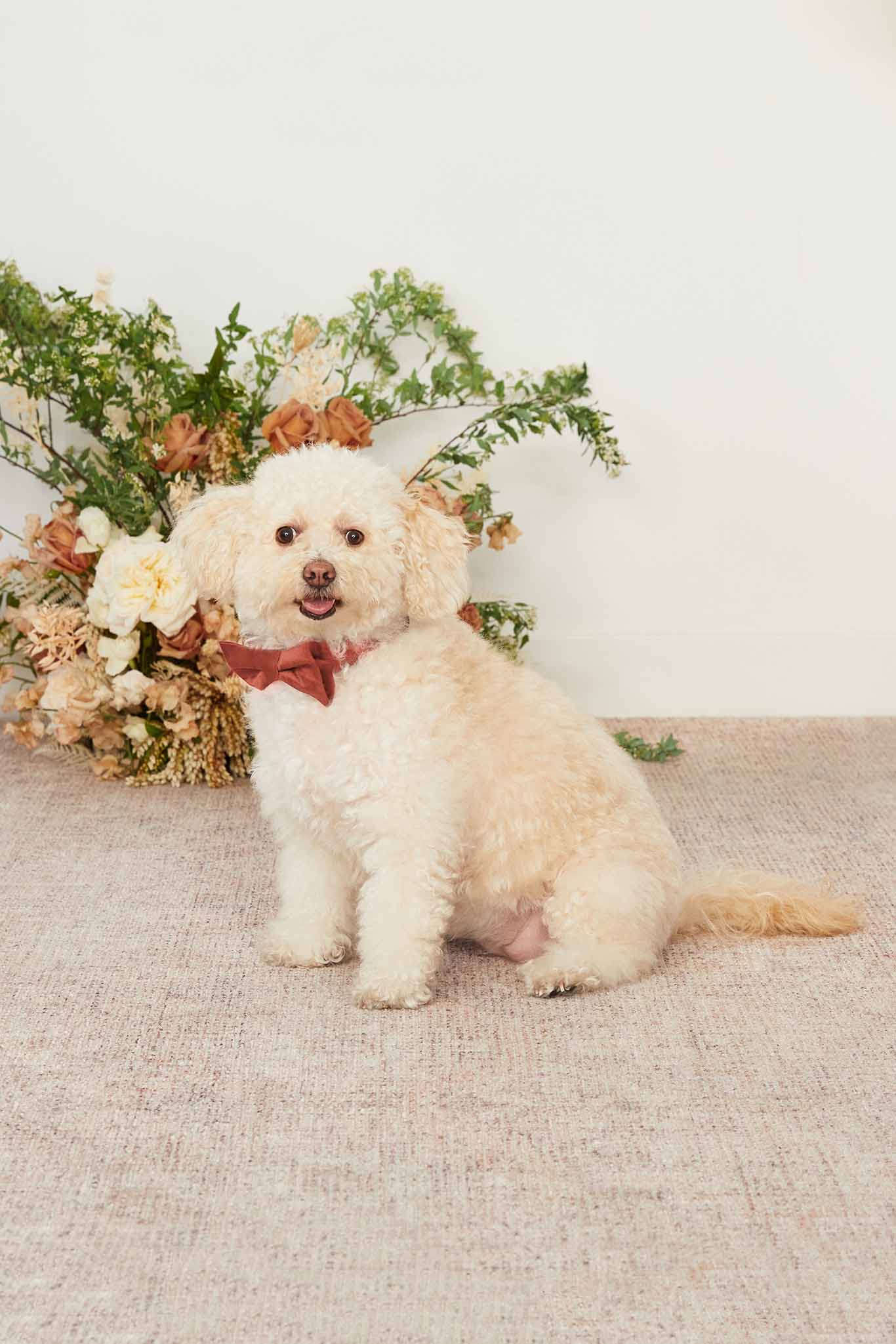 Dog Bow Tie Collar for Special Occasions | Sadie Terracotta